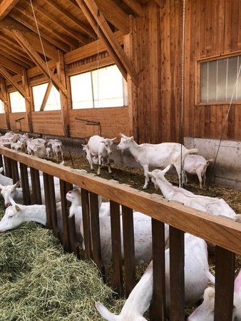 Einführung in die Welt der Ziegen 2022